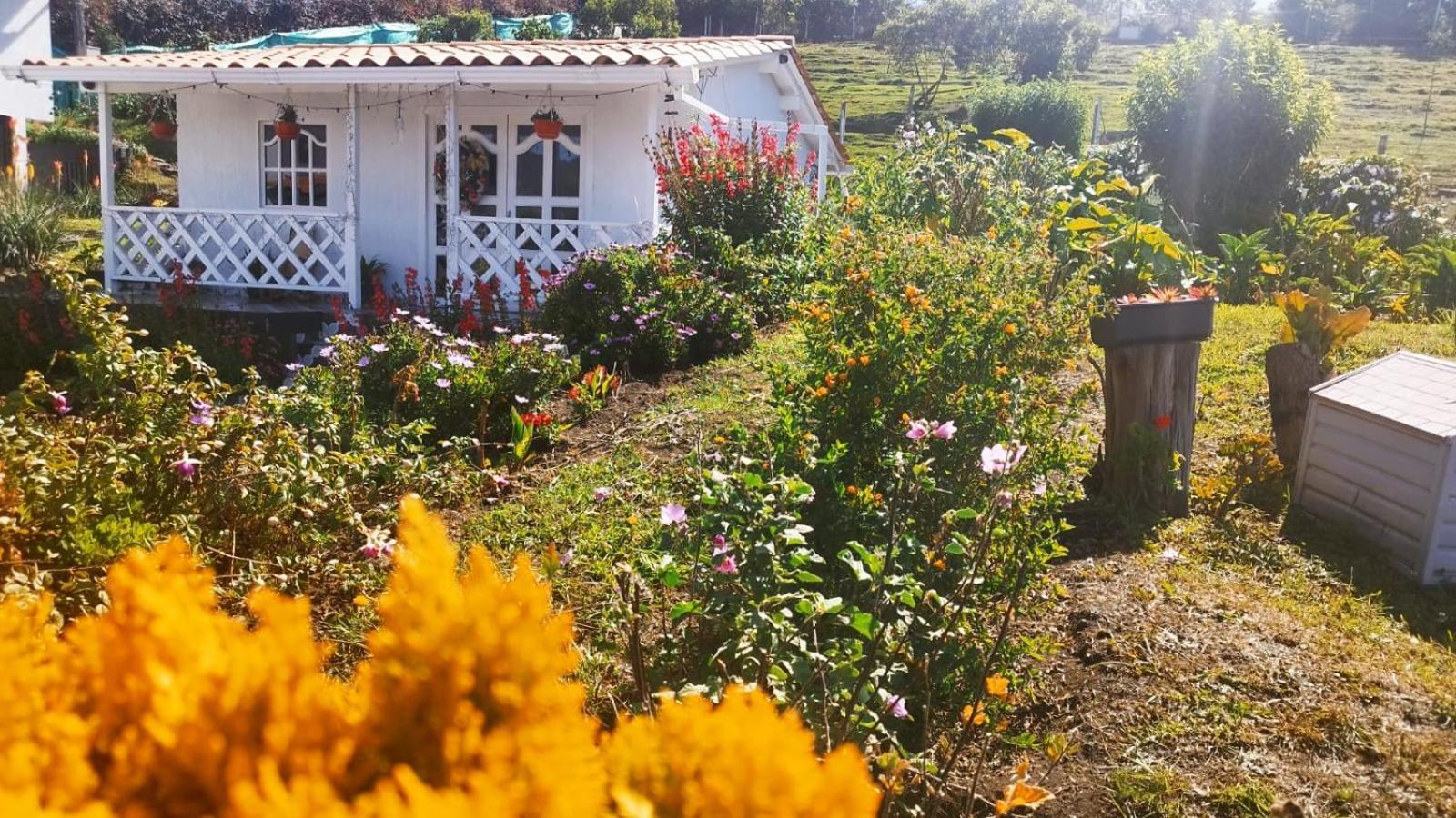 Campos De Elohim