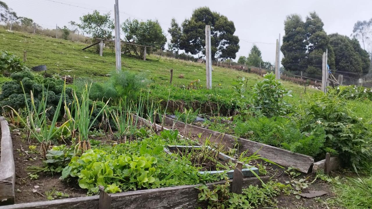Campos De Elohim * Zipacon