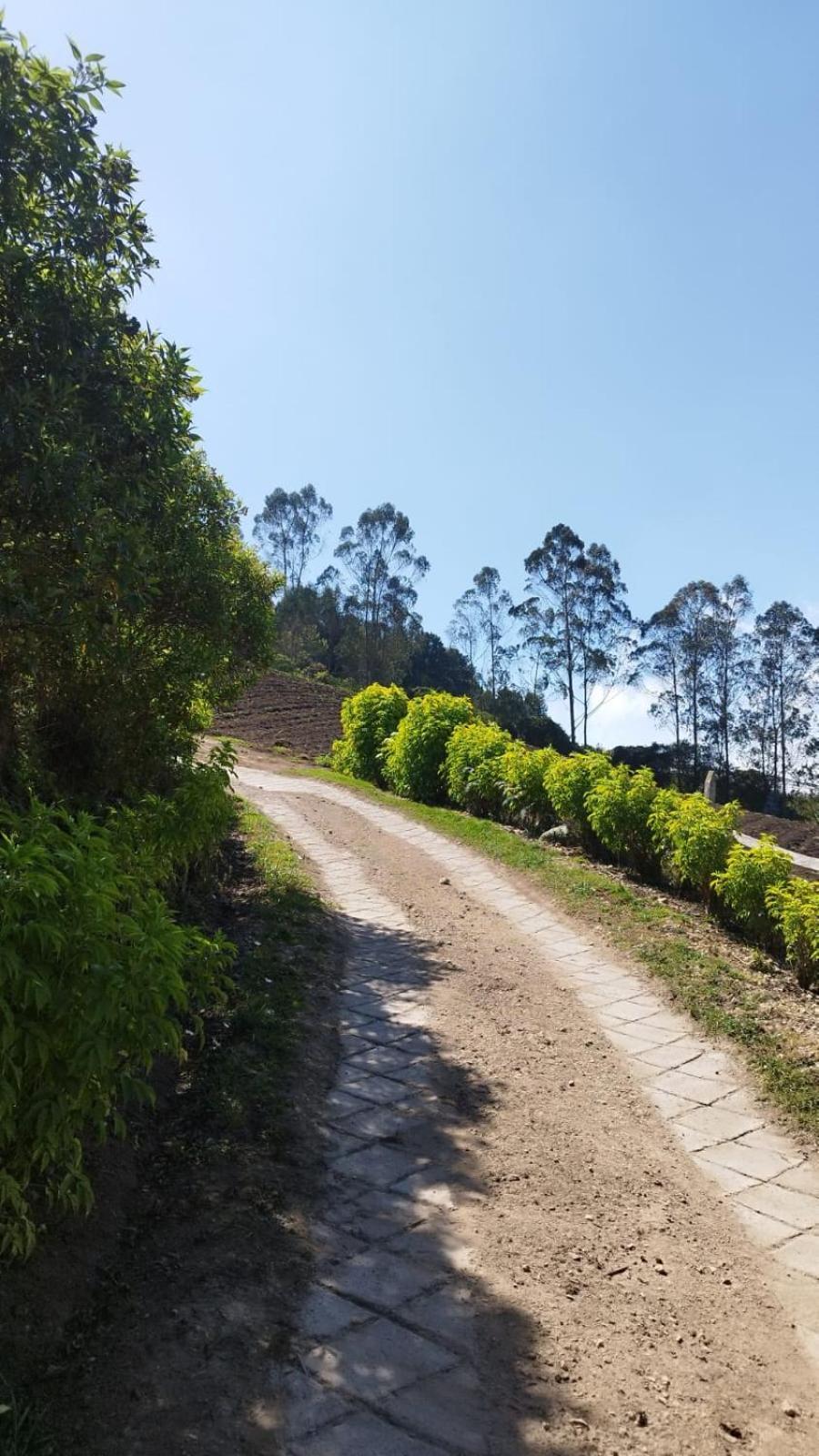 Campos De Elohim * Zipacon